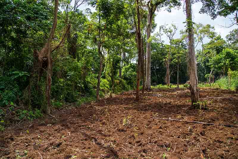 This land owner has recently cleared a section of natural forest away that was on his land, allowing him to now plant a new commercial crop such as tobacco.