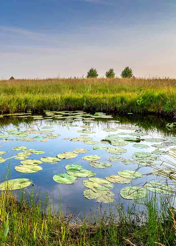 Pond with water lillies and rich grasslands. Polder
